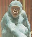 Der weie Gorilla